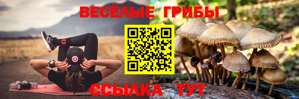 Северобайкальск  Галлюциногенные грибы Cubensis  Вход с VPN 